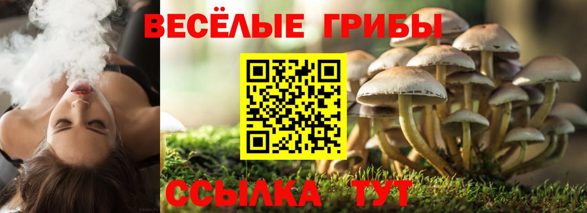 Амурск  Псилоцибиновые грибы GOLDEN TEACHER  Галлюциногенные грибы Psilocybine cubensis  Вход с VPN 